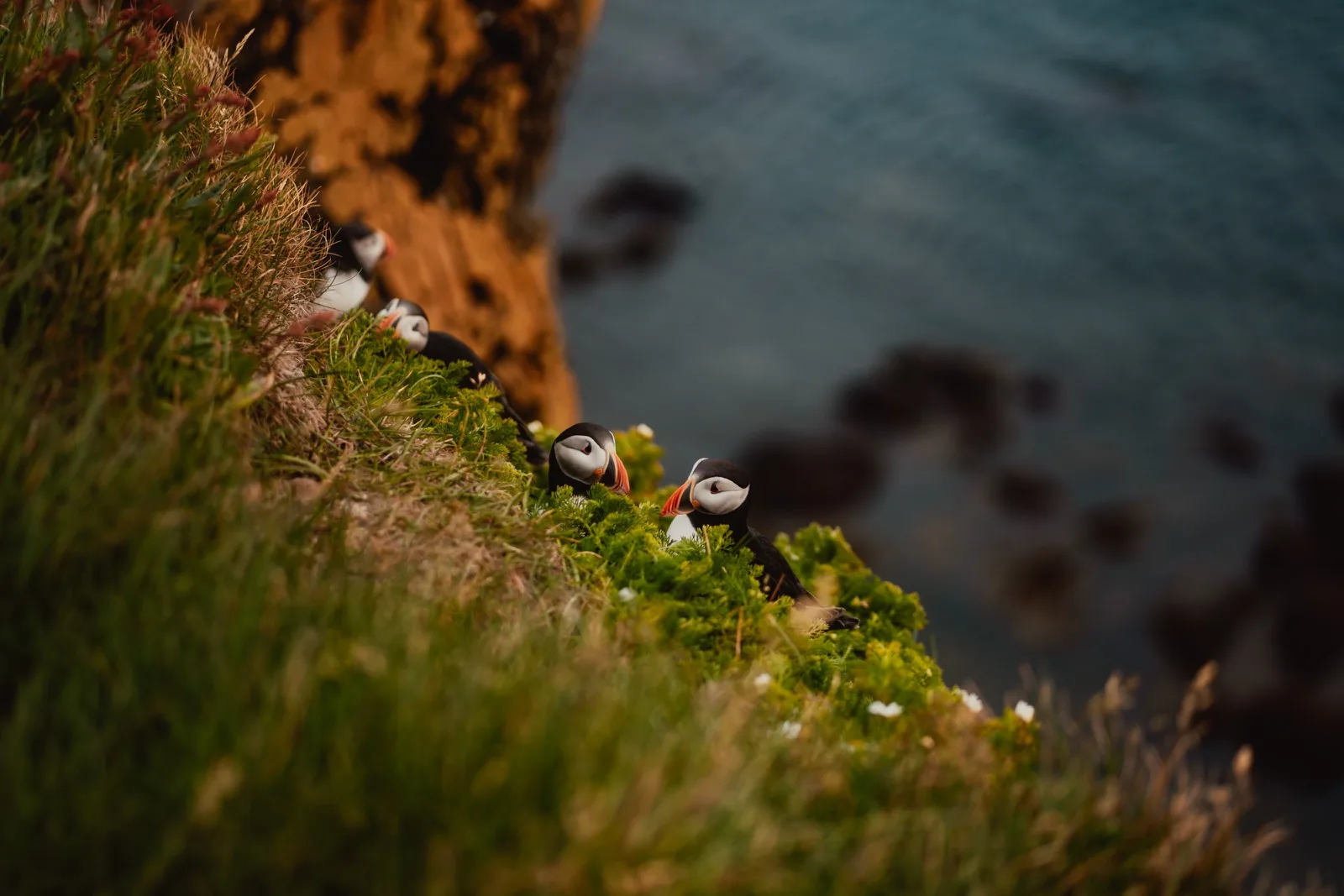 Puffins perched on a steep green sea cliff