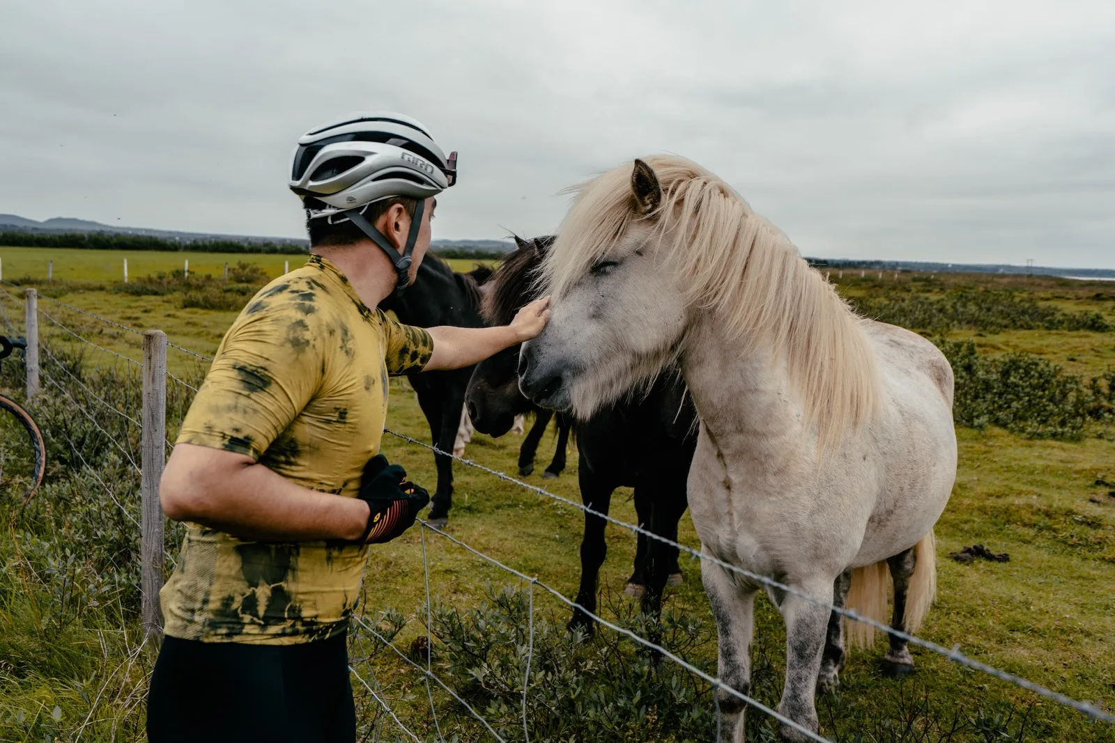 A cyclist greeting a white Icelandic horse