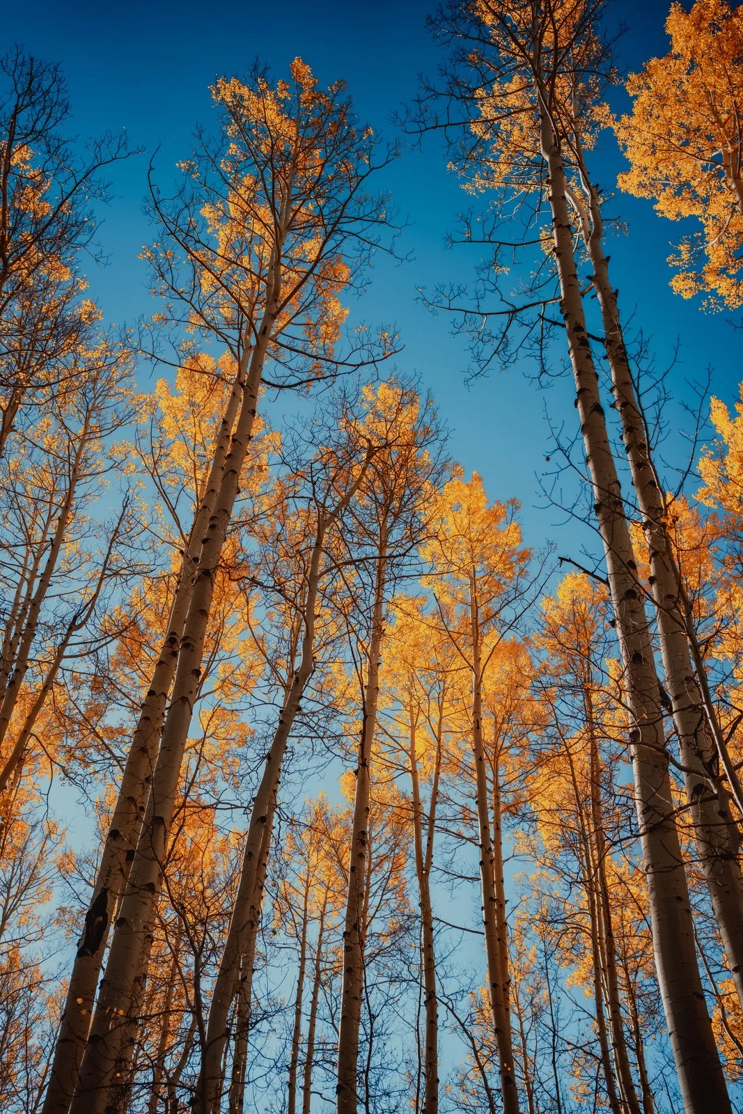 Golden aspen branches opening onto a deep blue sky